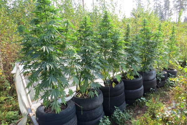 За одну неделю в Латгалии обнаружили две плантации марихуаны (фото)