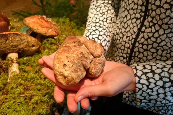В Илзескалнс опять найден редкий гриб – белый трюфель