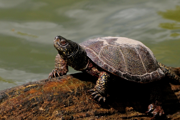 В Вилянах пройдет выставка, посвященная Европейской болотной черепахе  
