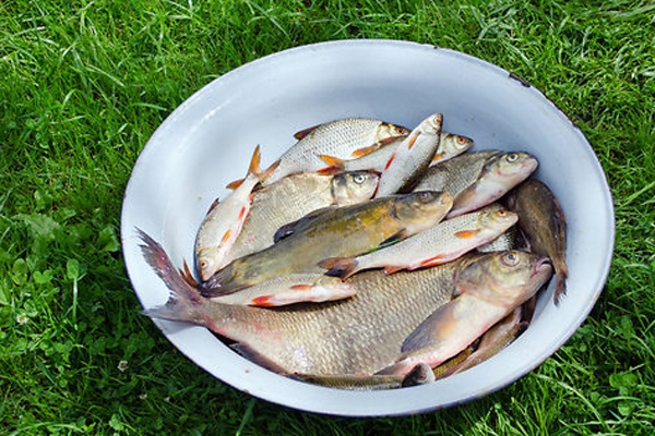 Новые правила рыбалки в Латвии