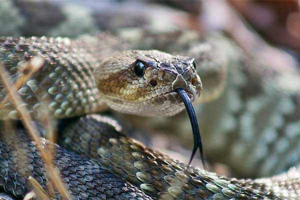 «Нога почернела»: родители укушенного змеей юноши обвиняют врачей из Резекне в халатности