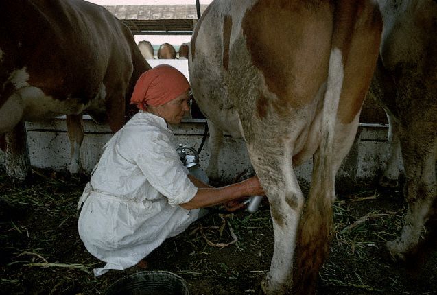 Открытие рынка молока ударит по малым хозяйствам