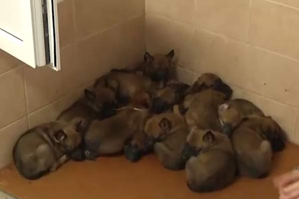 В Резекненском погранколледже родилось 14 щенков за раз