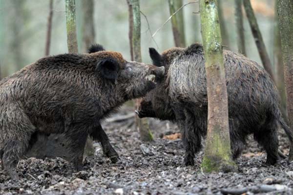 Латвия отменяет чрезвычайное положение, связанное со вспышкой чумы свиней (видео)