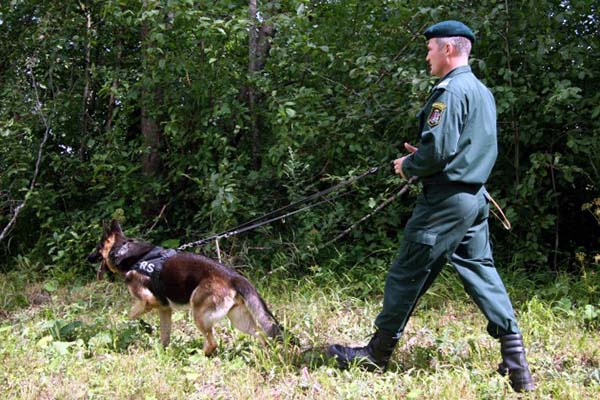 В этом году задержано 244 нелегальных иммигранта