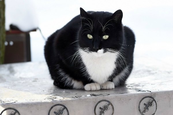 В Резекненском приюте для животных разобрали всех щенков и почти всех котят