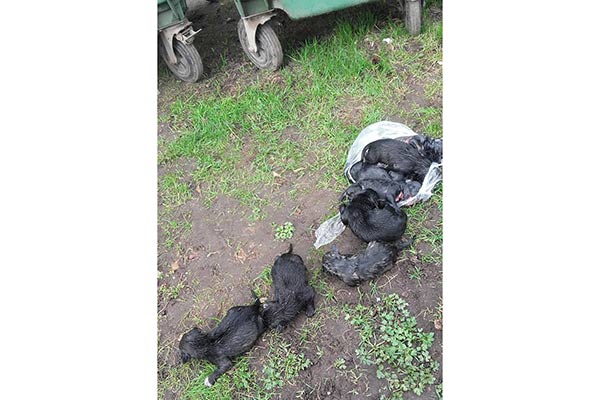 ЧП в Резекне: новорожденных щенков пытались утопить, а затем выкинули в контейнер