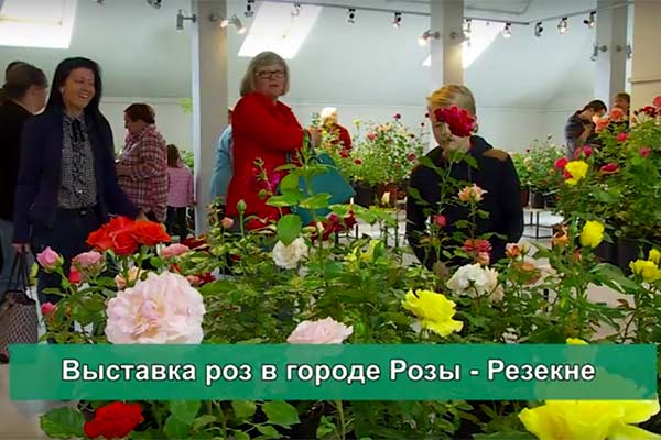 ВИДЕО: Выставка роз в городе Розы - Резекне