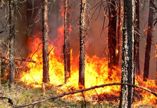 Из-за засухи высока вероятность возникновения пожаров в лесах Резекненского края 