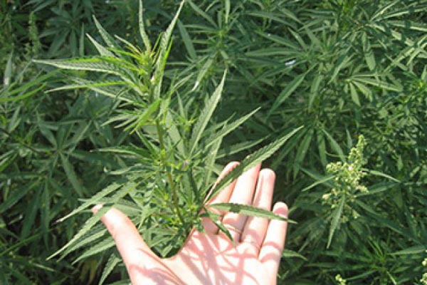 Латгальские полицейские накрыли уже третий огород с марихуаной